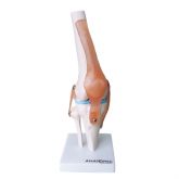 Articulação do Joelho c/ Ligamentos-CS/AT/TGD 0164-C