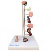 Diabete em 9 Partes-CS/AT/TGD-0329-F