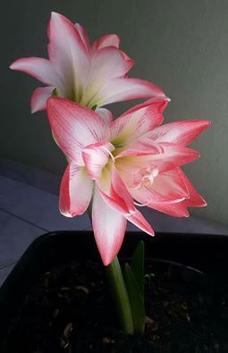 Amarylis Blosson bingo dobrada