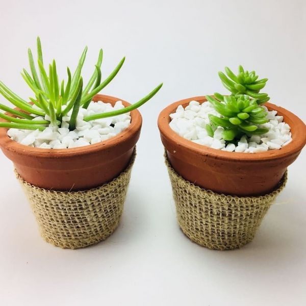 Lembrancinha suculenta com juta