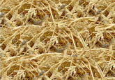 Taiuiá 100g