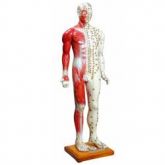 Manequim de Acupuntura 85 cm Masculino -CS/AT/TGD 0401-B