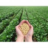 SOYBEANS HUMAN CONSUMPATİON