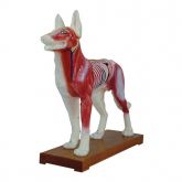 Cachorro Acupuntura 13cm em PVC Emborachado-CS/COL-1601
