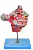 Boca,Nariz,Faringe,Laringe c/ Vasos e Nervos-CS/SD-5100