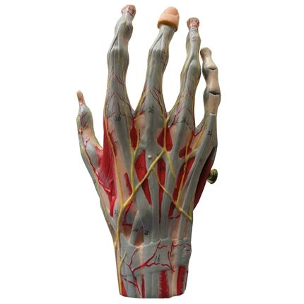 Mão Muscular c/Principais Nervos e Vasos-CS/AT/TZJ-0330-M