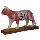 Gato Acupuntura em PVC Emborachado-CS/COL-1605