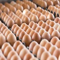 FRESH TABLE CHİCKEN EGGS SMALL MEDİUM LARGE