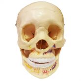 Crânio Clássico com Mandibula Aberta em 2 Partes -CS/AT-TGD 0102-B