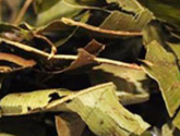 Mangaba 100g