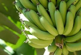 Banana caturra orgânica