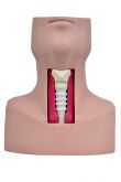Simulador de Traqueostomia-CS/SD-4047