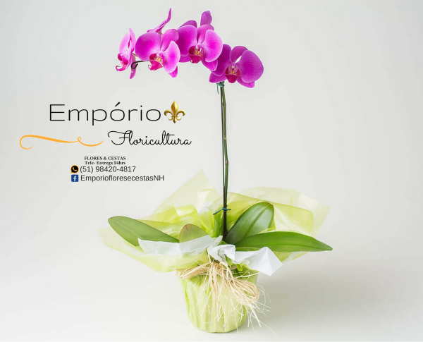 Orquidea Phalaenopsis