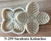 Suculenta Kalanchoe(n-299)