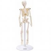 Esqueleto de 20 cm-CS/AT/TGD-0131