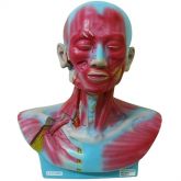 Cabeça e Pescoço Musculado-CS/AT/TGD 4006