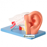 Ouvido Ampliado em 6 Partes numerado-CS/AT/TZJ-0309-A