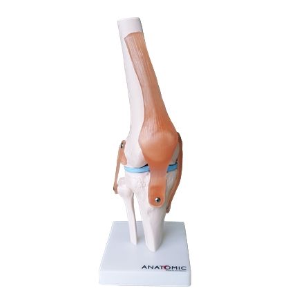 Articulação do Joelho c/ Ligamentos-CS/AT/TGD 0164-C