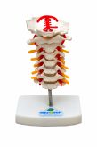 Coluna Cervical-CS/SD-5010