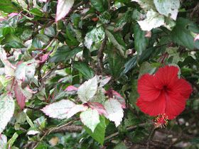 Hibisco Variegatum arbusto