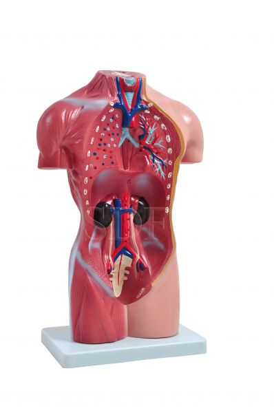 Torso Humano Feminino de 42 cm c/15 Partes-CS/SD-5024