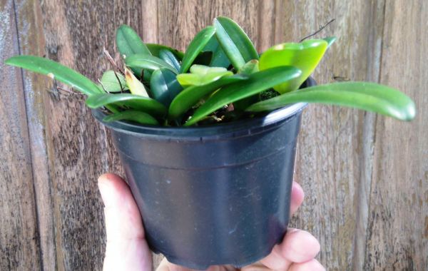 Muda de Orquídea Bulbophyllum roxburghii no vaso