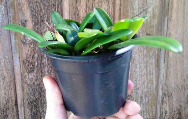 Muda de Orquídea Bulbophyllum roxburghii no vaso - RWEEDS ORQUÍDEAS E  PLANTAS