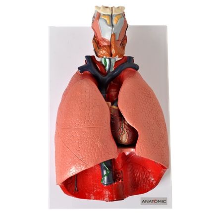 Sistema Respiratório e Cardiovascular em 7 Partes-CS/AT/TGD-0318-B