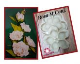 Rosa M Conj. (n-92)