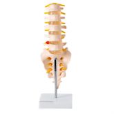 Coluna Vertebral Lombar-CS/AT/TGD 0145-B