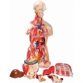 Torso Muscular Luxo 85 cm c/ 25 Partes-CS/AT/TGD-4040