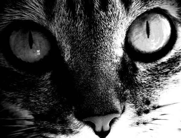 7 Poemas de gatos