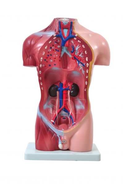 Torso Humano Masculino de 42 cm em 14 Partes-CS/SD-5023