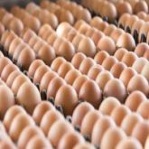FRESH TABLE CHİCKEN EGGS SMALL MEDİUM LARGE
