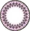 circle lens - EOS Lace Pink