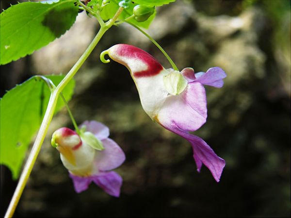 ORQUIDEA PAPAGAIO