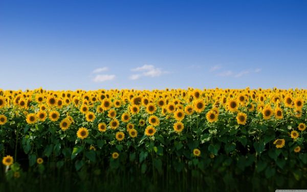 Nature 05
