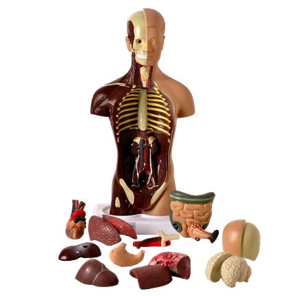 Torso 28 cm Assexuado em 14 partes-CS/AT/TGD-0209