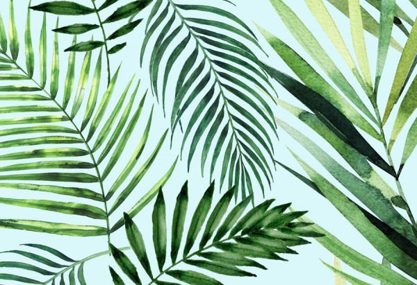 Papel de parede Folhagem Tropical