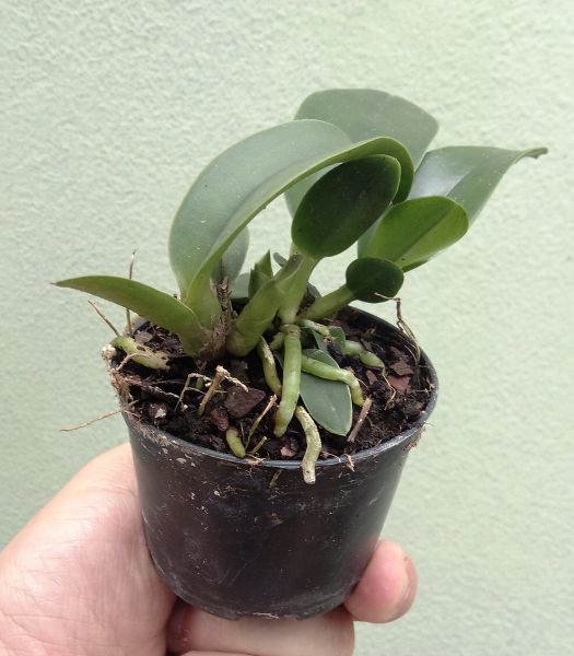 Mudas de Orquídea Cattleya. Lindas Cores Variadas!