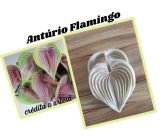Anturio flamingo (n-485)