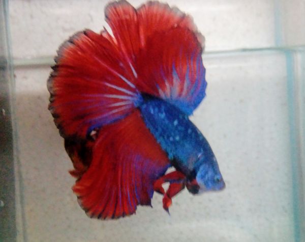 FANTASY DRAGON LT HM CASAL