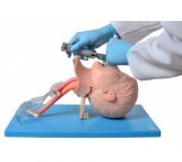 Simulador P/ Treino de Intubação Avançado Infantil-CS/SD-4006/C