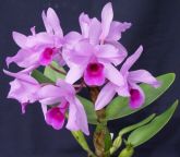 cattleya deckeri