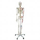 Esqueleto c/ Aprox. 1,68 cm Articulado e Muscular-CS/AT/TGD-0101-AN