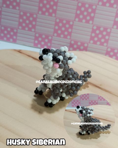VIDEO AULA HUSKY SIBERIAN