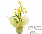 Orquidea Chuva de Ouro