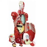 Torso Masculino Musculado 108 cm c/ Órgãos Internos-CS/AT/TGD-4016