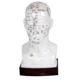Cabeça Para Acuputura 20cm-CS/COL 1507