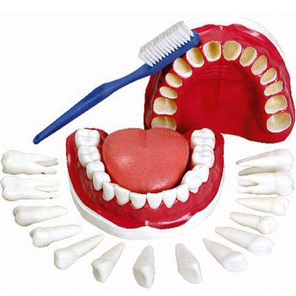Dentição com Todos os Dentes Removíveis-CS/AT/TDG-0312-C